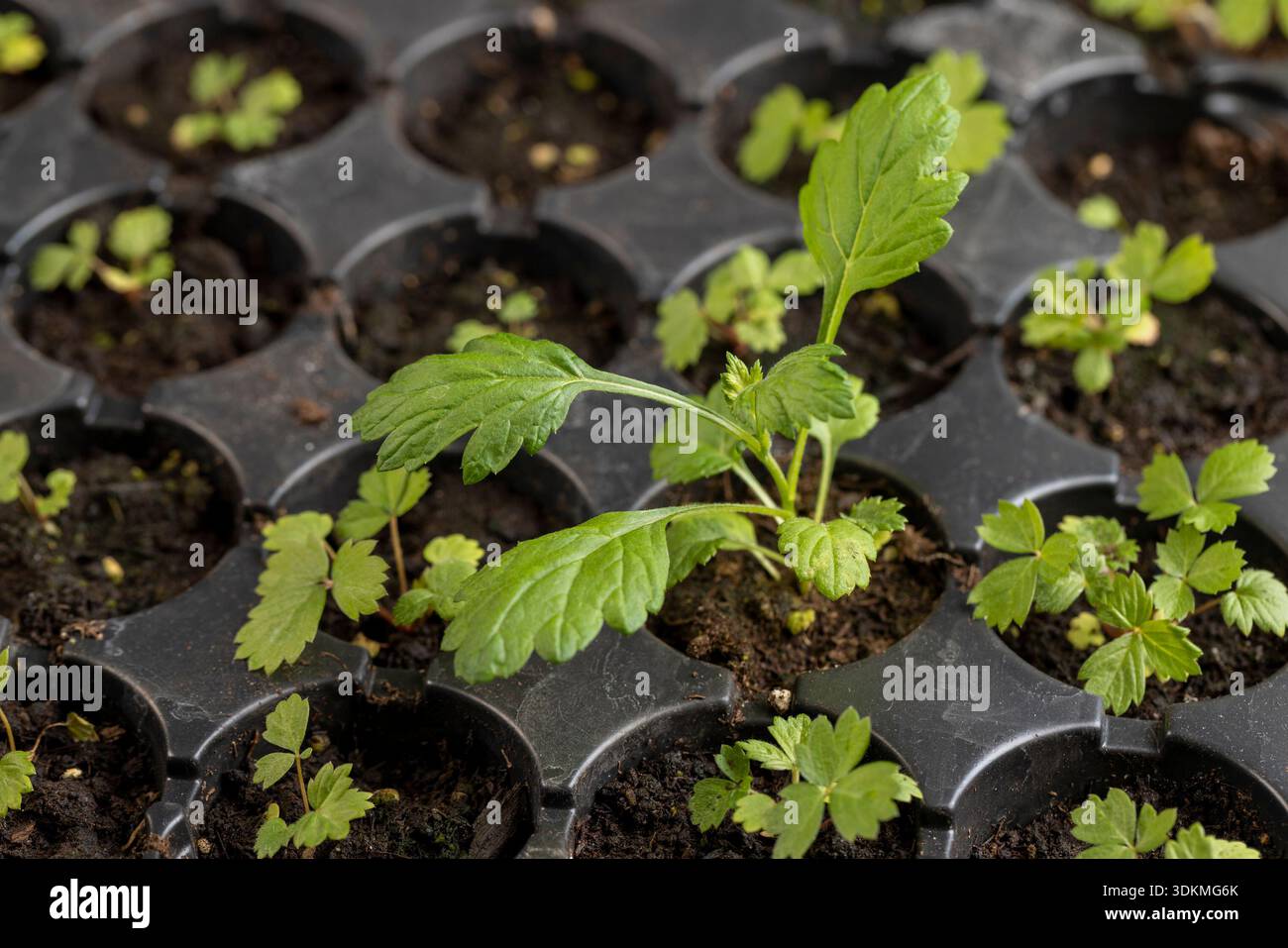 plant cornflower seeds The Bride Cornflower Seeds – Park Seed main image 0