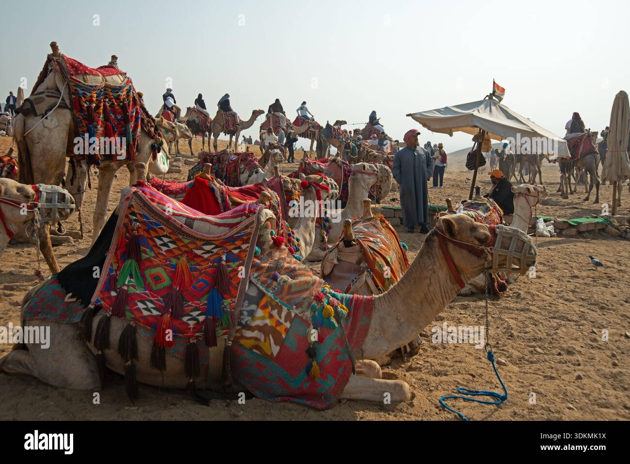 Camels for tourist rides, at Giza, Egypt. Stock Photo