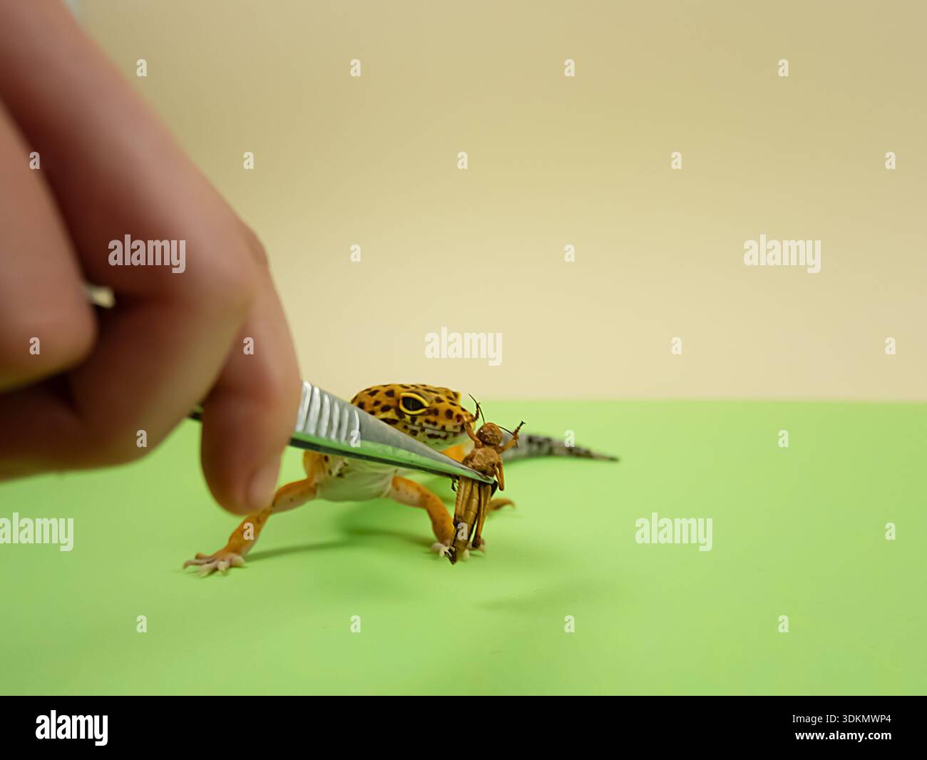 Hand using tweezers to hold a toy gecko on a green surface with a plain background Stock Photo