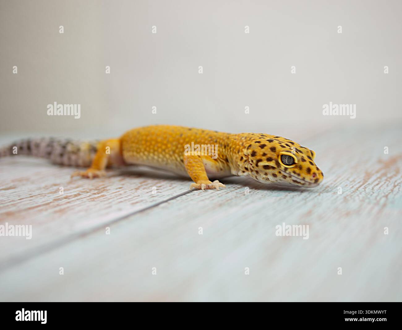 Distinctive coloration patterns hi-res stock photography and images - Alamy