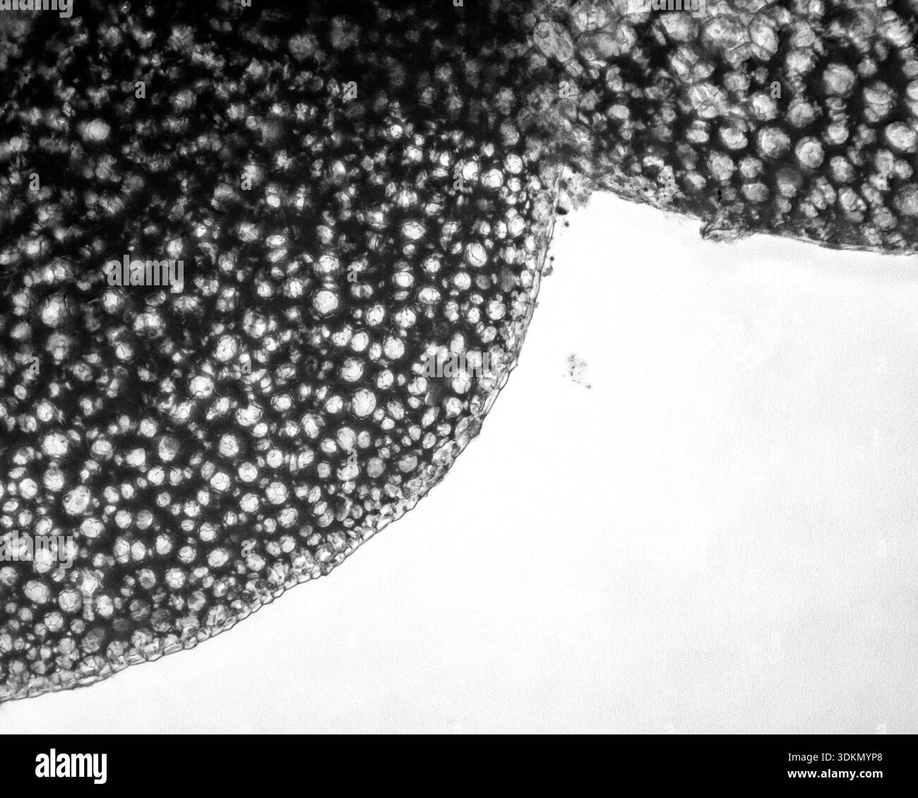 Pondweed viewed under a light microscope at 20 times magnification in black and white - Stock Image