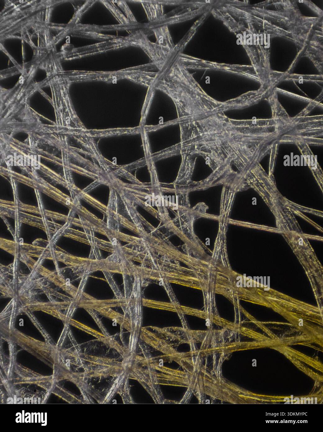Tissue paper viewed under a light microscope at 20 times magnification - Stock Image