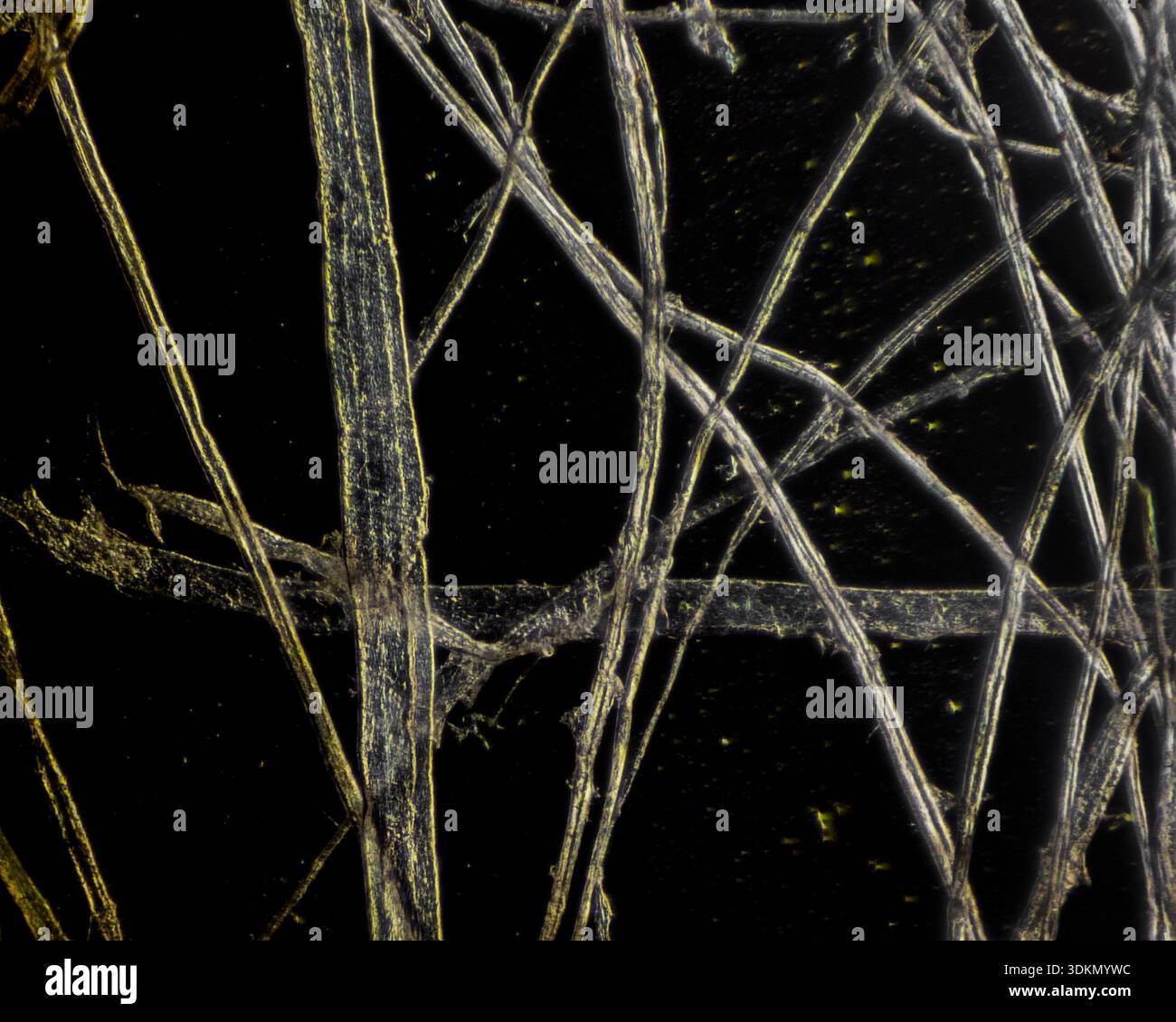 Tissue paper viewed under a light microscope at 20 times magnification - Stock Image