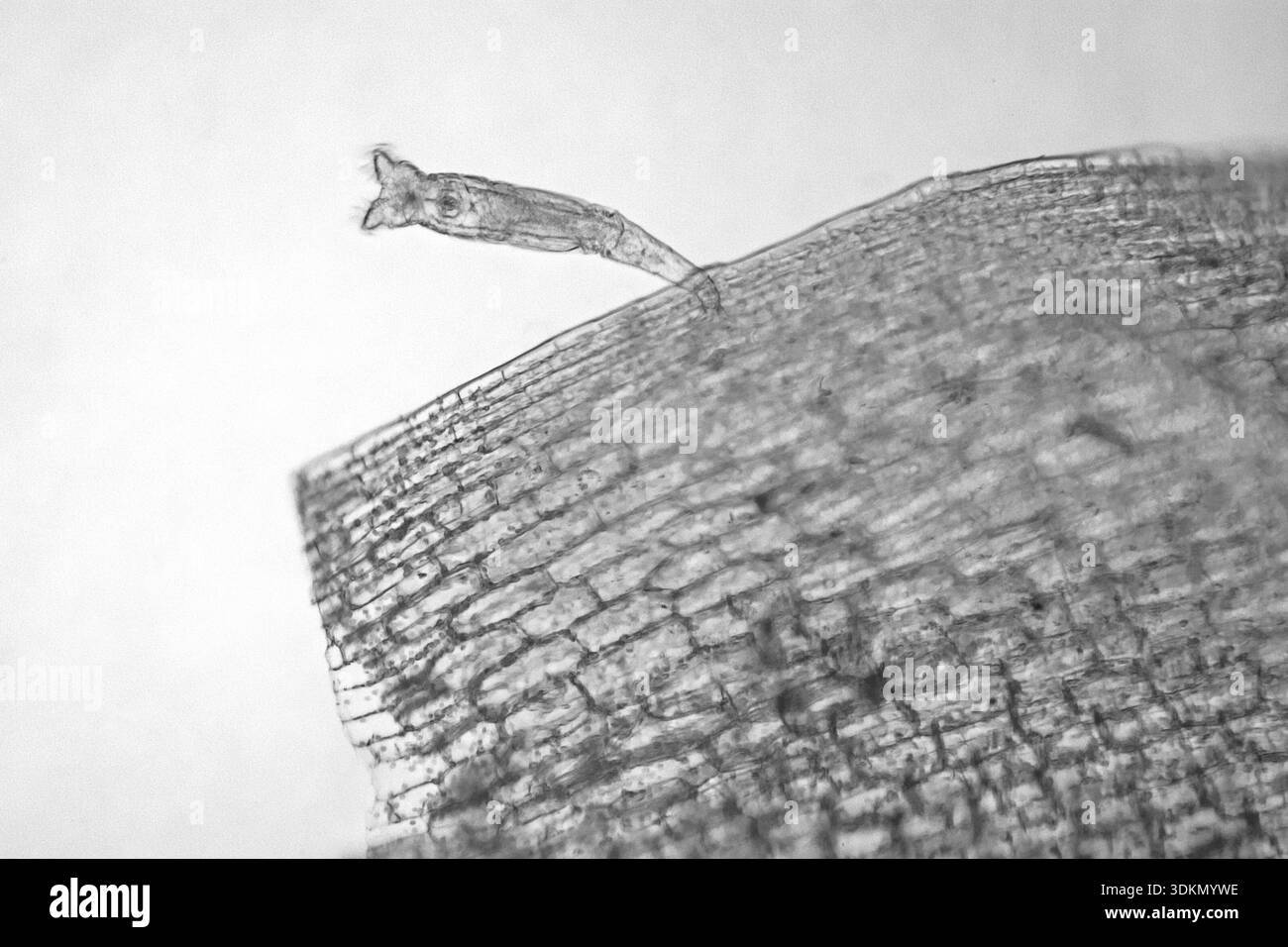 A rotifer on pondweed viewed under a light microscope at 20 times magnification in black and white - Stock Image