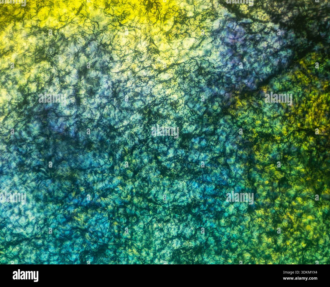 Human fingernail viewed under a light microscope with a polarising filter to create a colourful abstract image at 20 times magnification - Stock Image