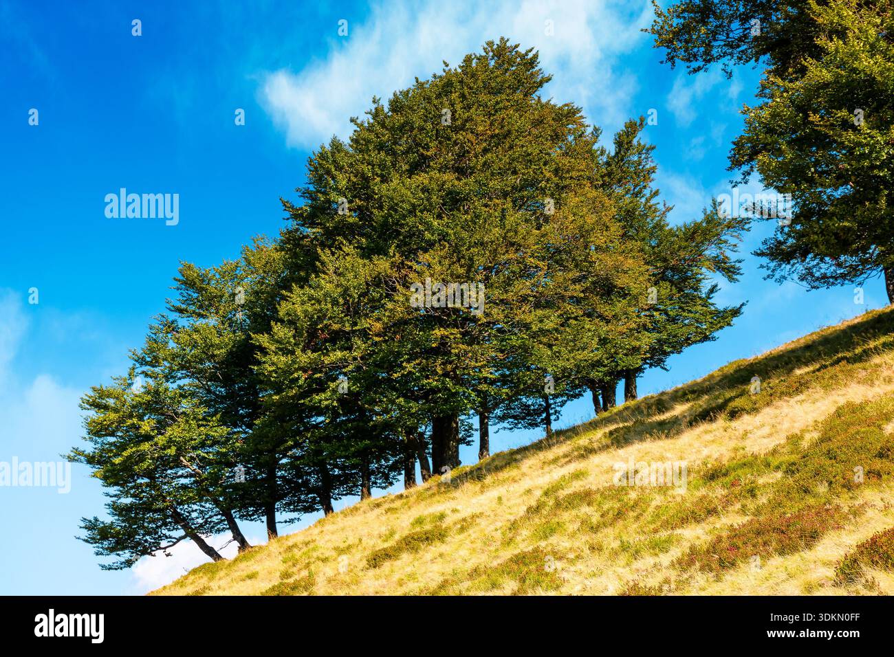 beech forest on the hill in late summer. carpathian mountains of ukraine under blue sky clouds. beautiful green environment background in morning ligh Stock Photo