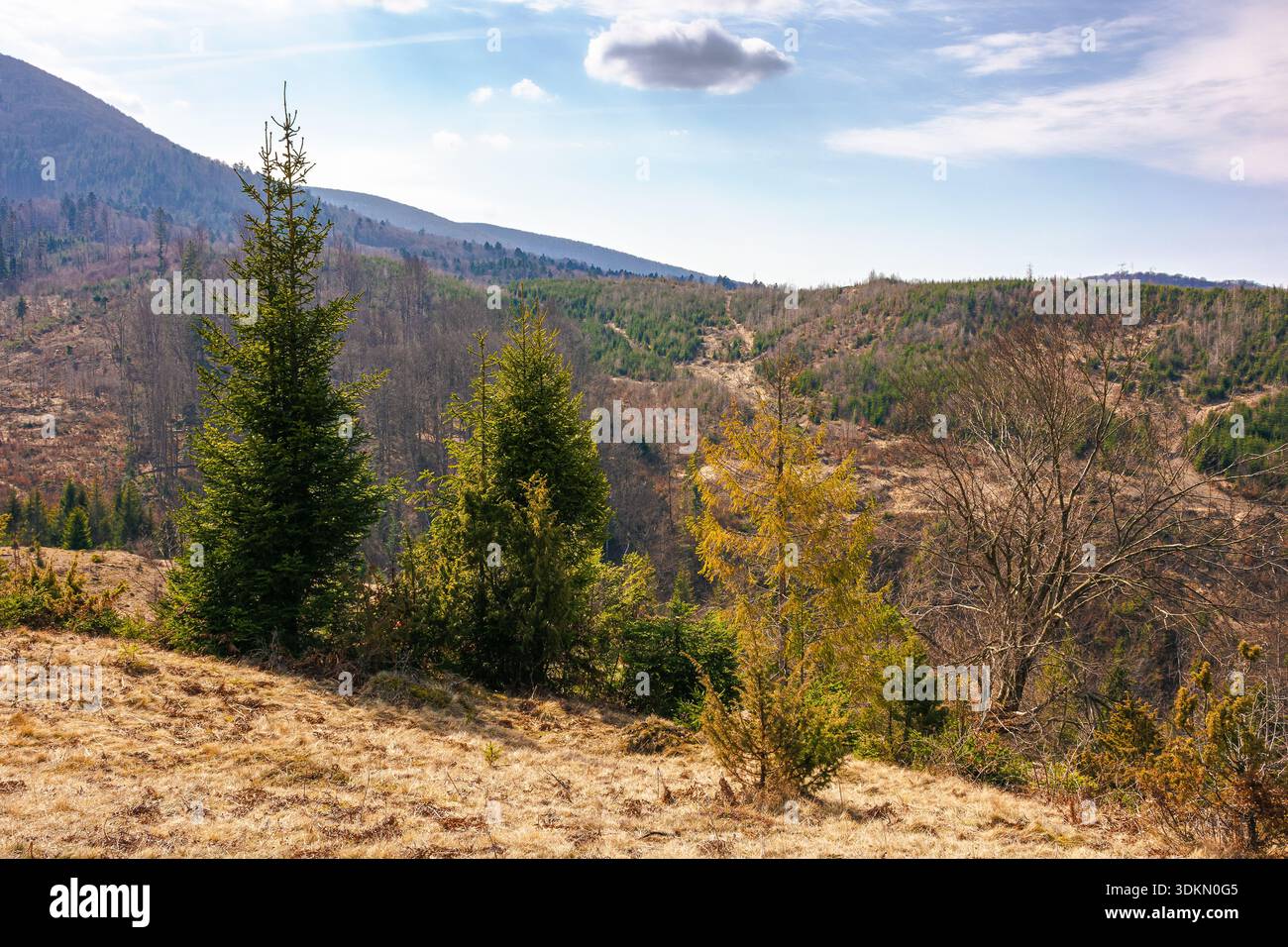 carpathian mountains in early spring. tree stumps on rolling hills. forest clearing. deforestation landscape under blue sky. green environment sustain Stock Photo