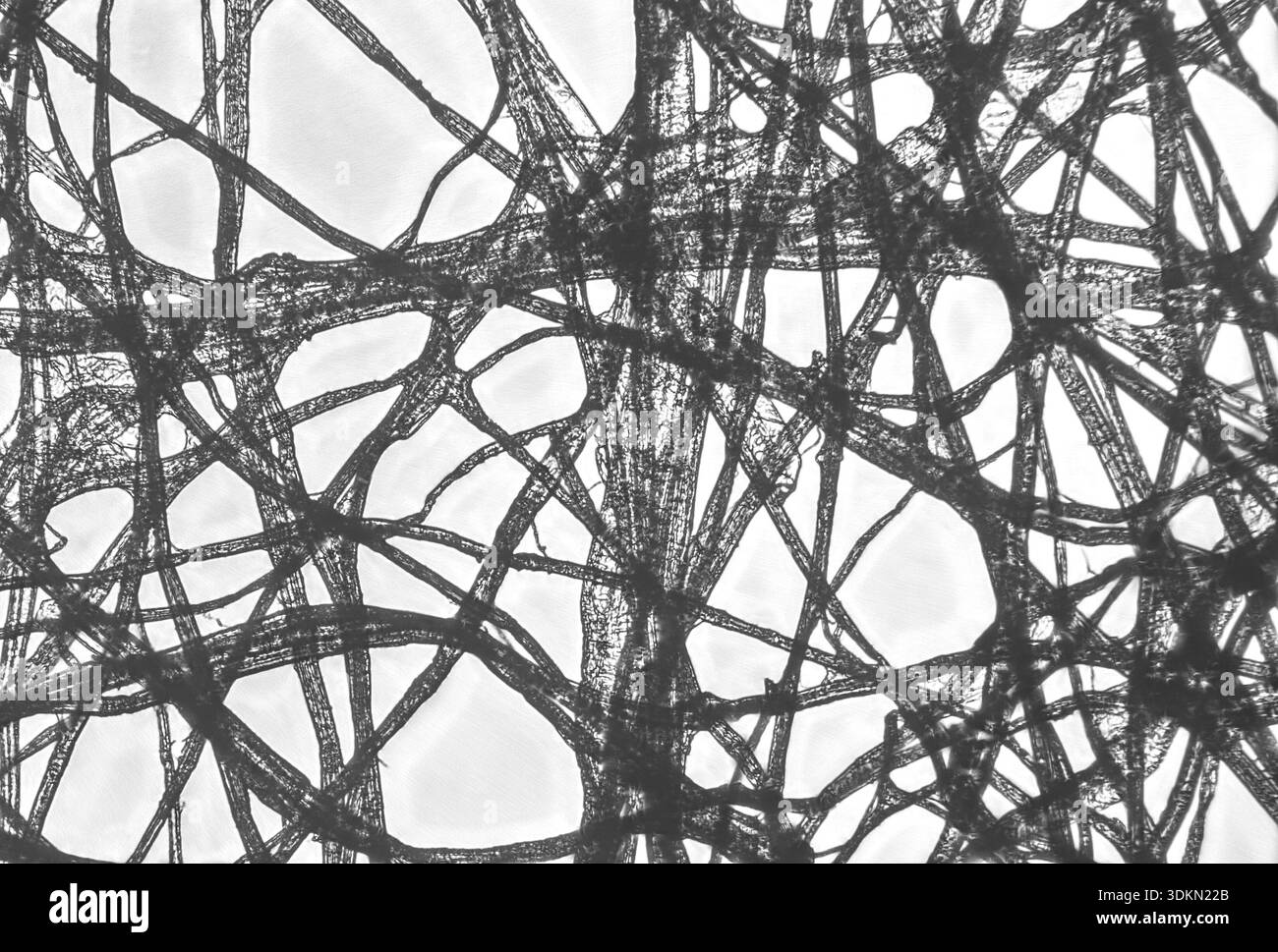 Tissue paper viewed under a light microscope at 20 times magnification - Stock Image