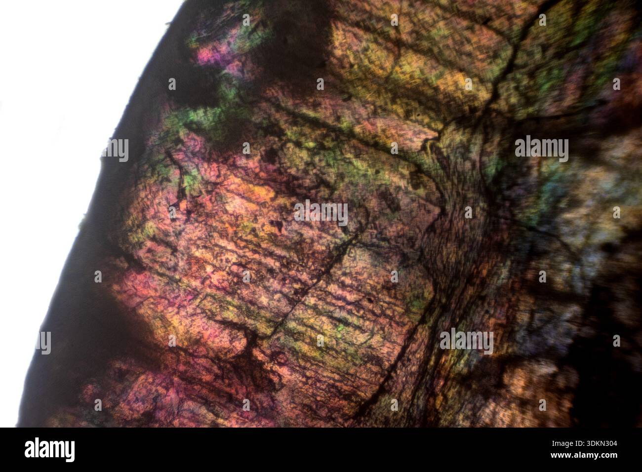 Human fingernail viewed under a light microscope with a polarising filter to create a colourful abstract image at 8 times magnification - Stock Image