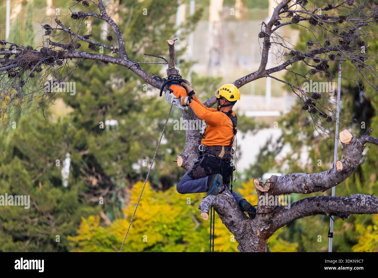 Professional Arborist in Safety Gear Using Chainsaw to Prune Tree ...
