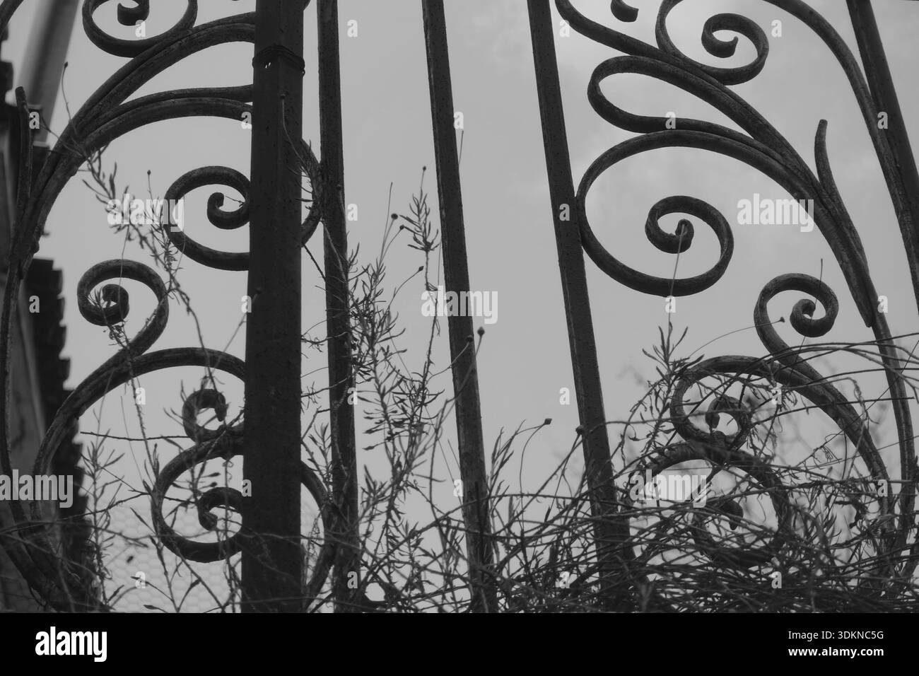 Vintage balcony railing with floral pattern design and withered plants ...