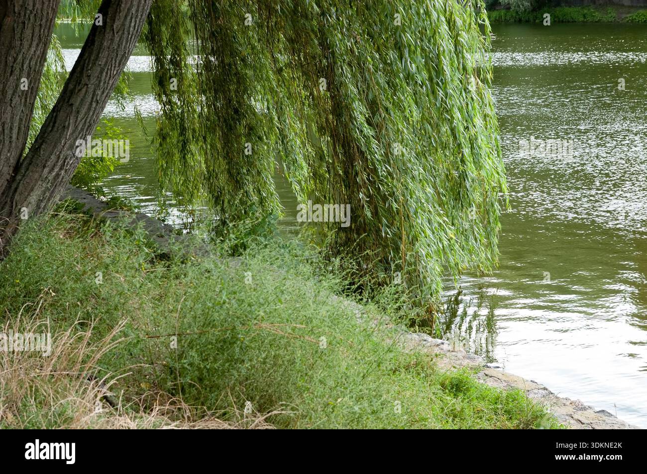 Branches of a weeping willow with green leaves dipping into gently ...