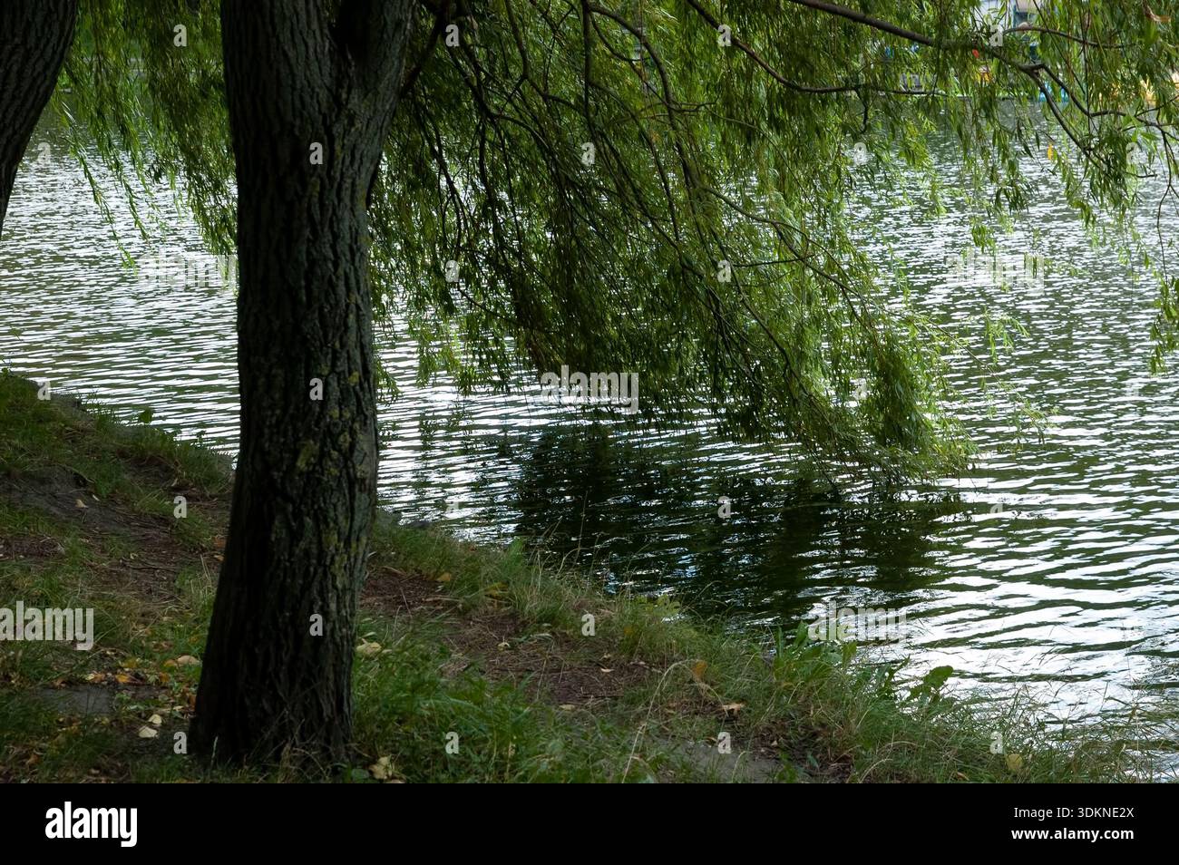 Branches of a weeping willow with green leaves dipping into gently ...