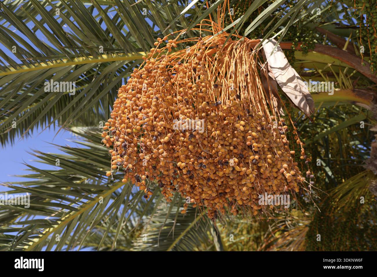 Date palm, date, dates, phoenix dactylifera, phoenix, dactylifera, plant,  palm trees, real date palm, fruit, fruits Stock Photo - Alamy