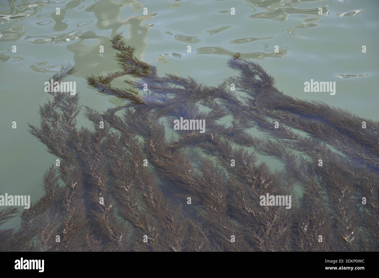 Thread Alage Algae, algae, water, sea, environment, algae plague, thread algae ...