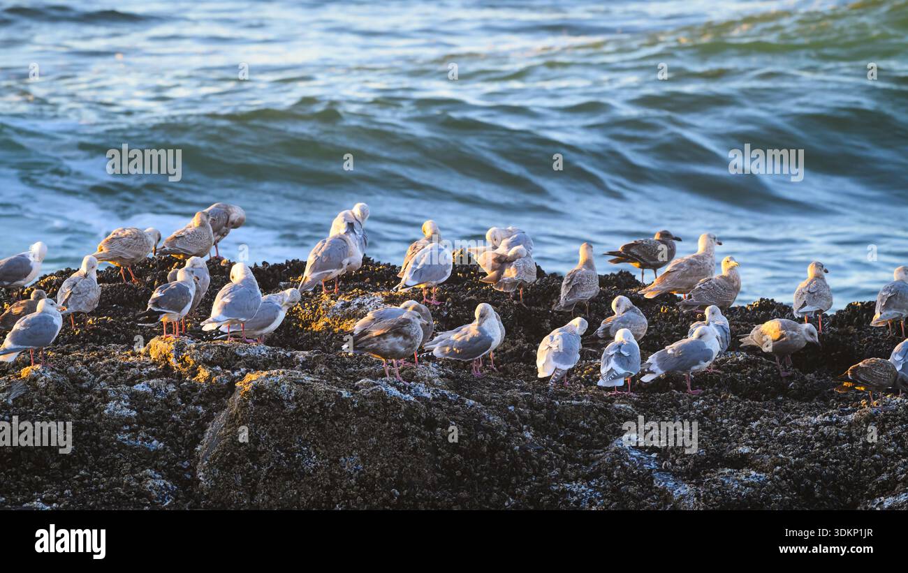 Seagulls preen while standing on rugged rock alongside Pacific Ocean Stock Photo