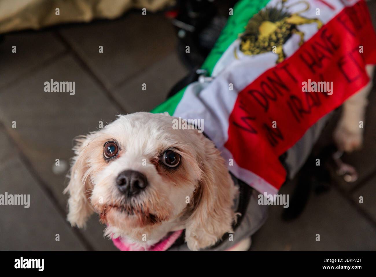 A growing group of four legged activists are spotted at the Iranian ...