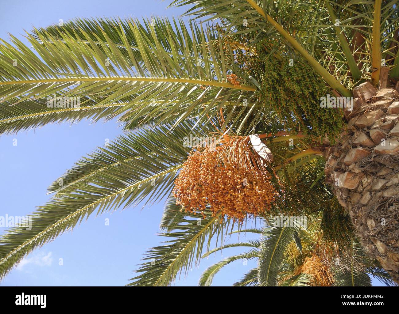 Date palm, date, dates, phoenix dactylifera, phoenix, dactylifera, plant,  palm trees, real date palm, fruit, fruits Stock Photo - Alamy