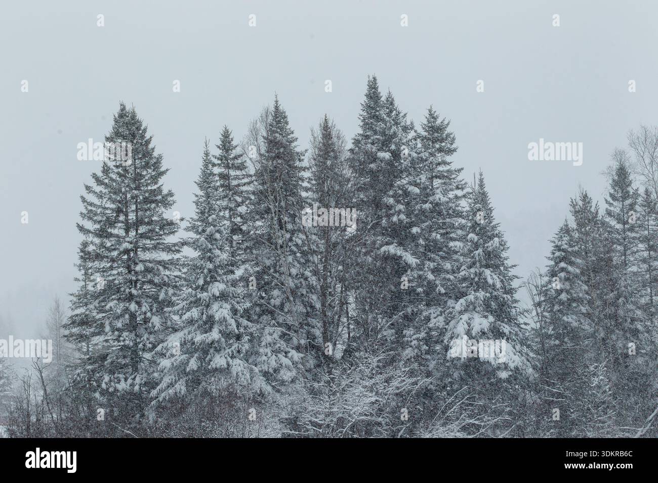 Heavy snowfall on evergreen trees,Quebec,Canada Stock Photo