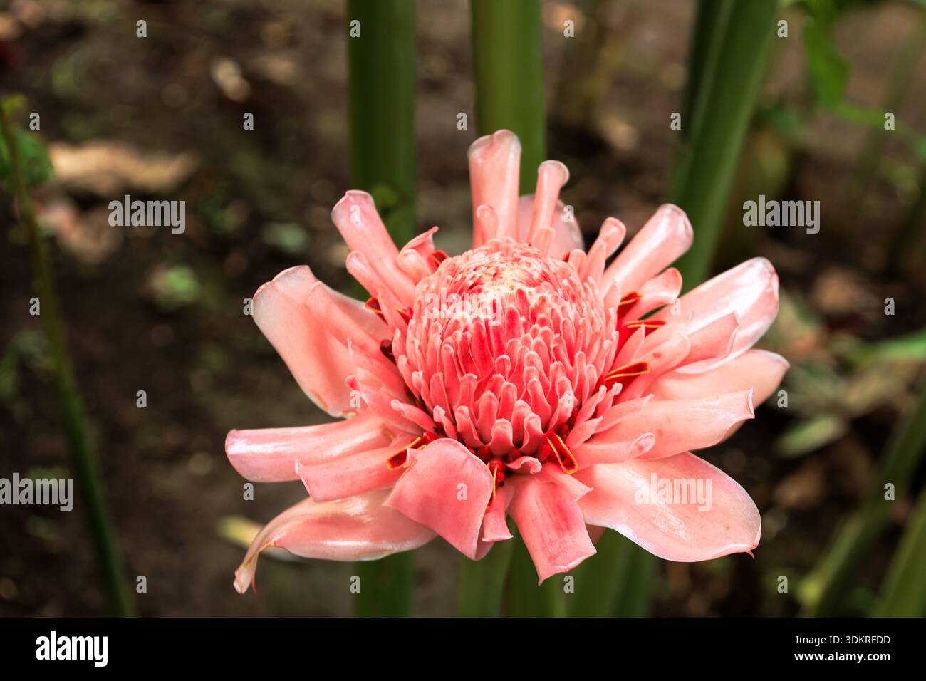 Bunga kecombrang hi-res stock photography and images - Alamy