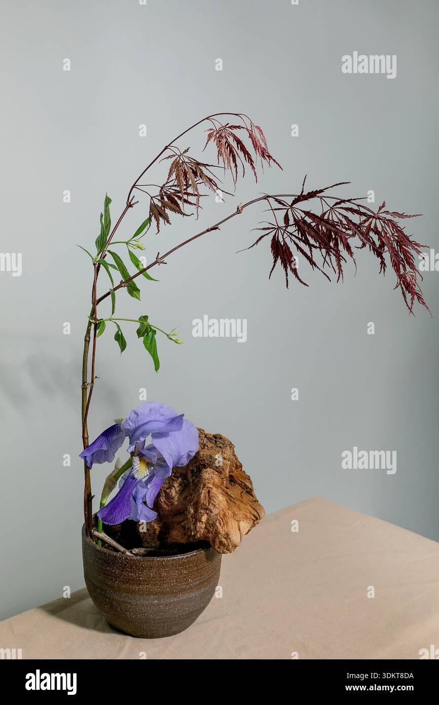 Elegant ikebana arrangement with purple iris flower red maple leaves and  driftwood in ceramic pot. Minimalist Japanese floral art against neutral  back Stock Photo - Alamy