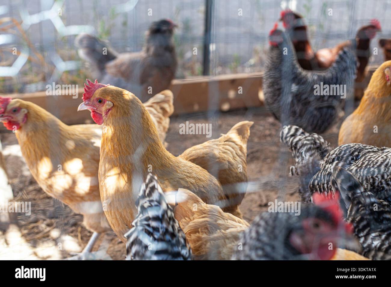 Free range chickens in enclosure hi-res stock photography and images ...