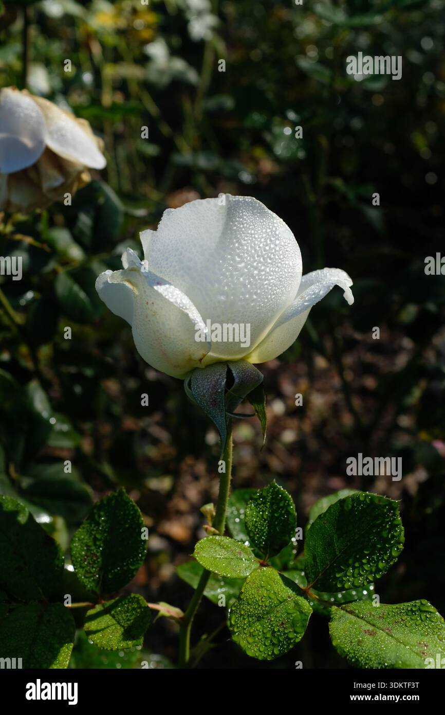 White Rose, Rosa Moondance covered in dew drops Stock Photo