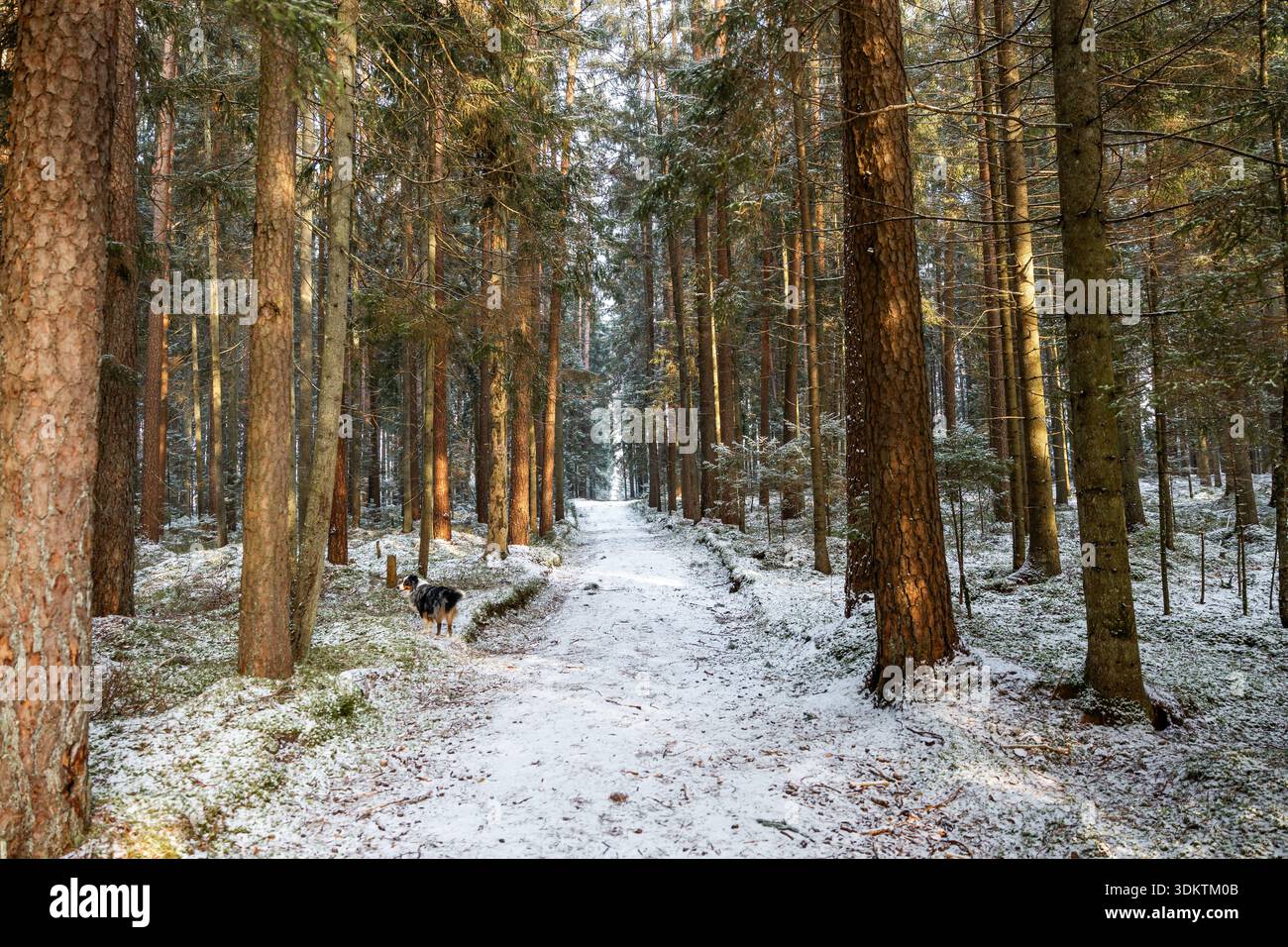 A forest path covered in light snow stretches into the distance