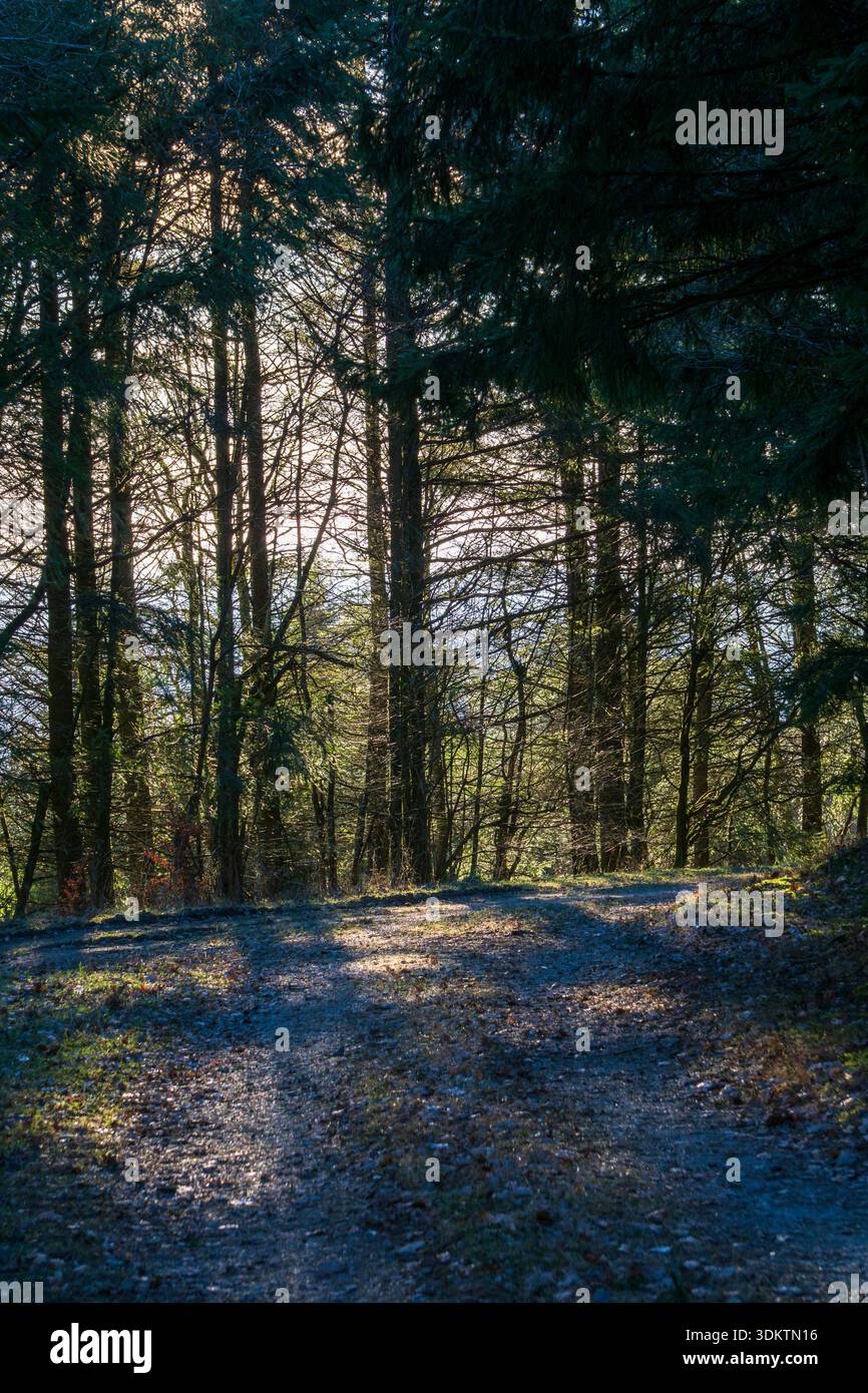 Forest path tall trees sunlight hi-res stock photography and images - Alamy