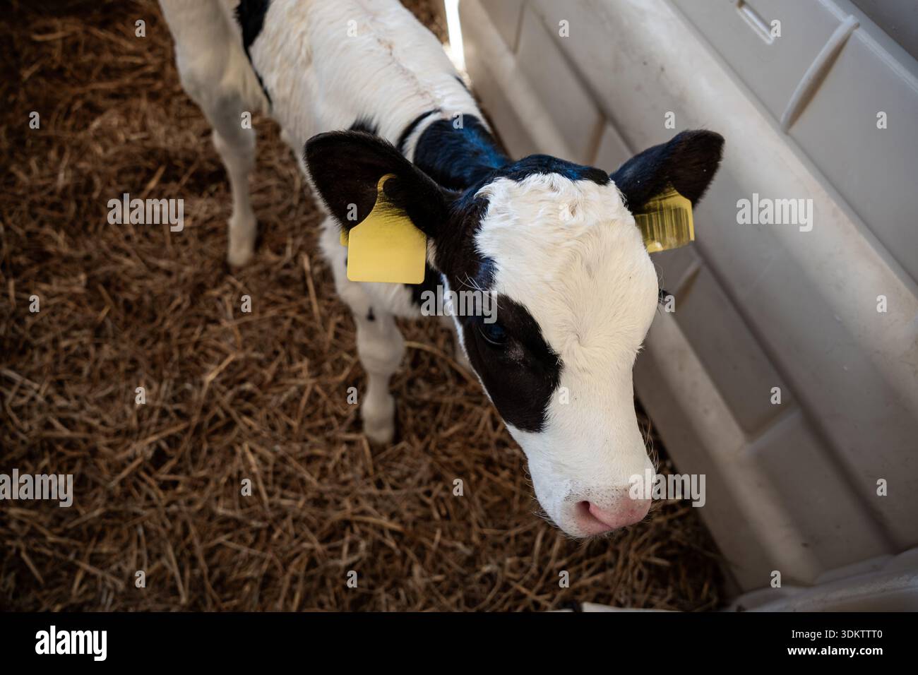 A young black and white calf with yellow ear tags stands on straw ...