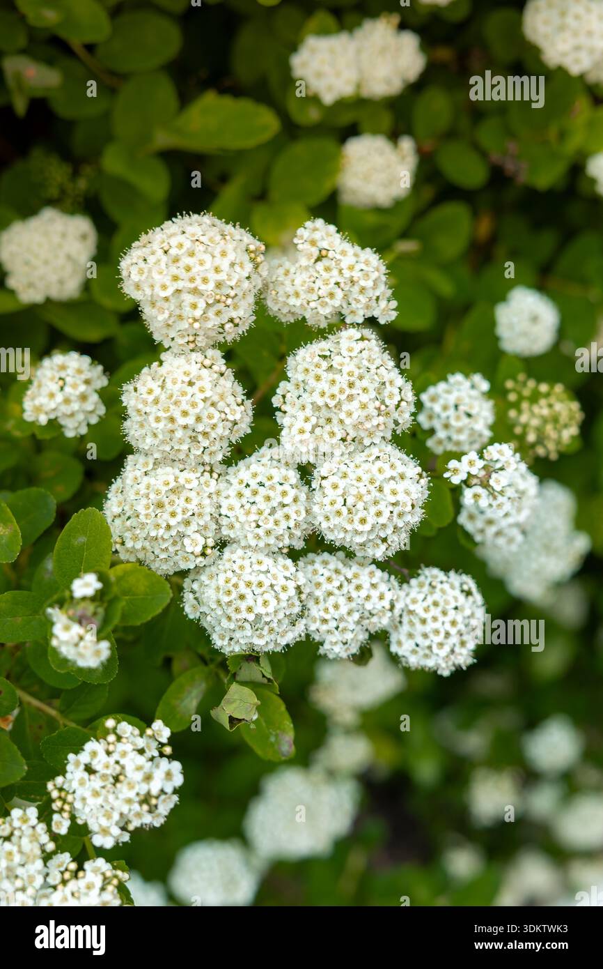 Rounded floral clusters hi-res stock photography and images - Alamy