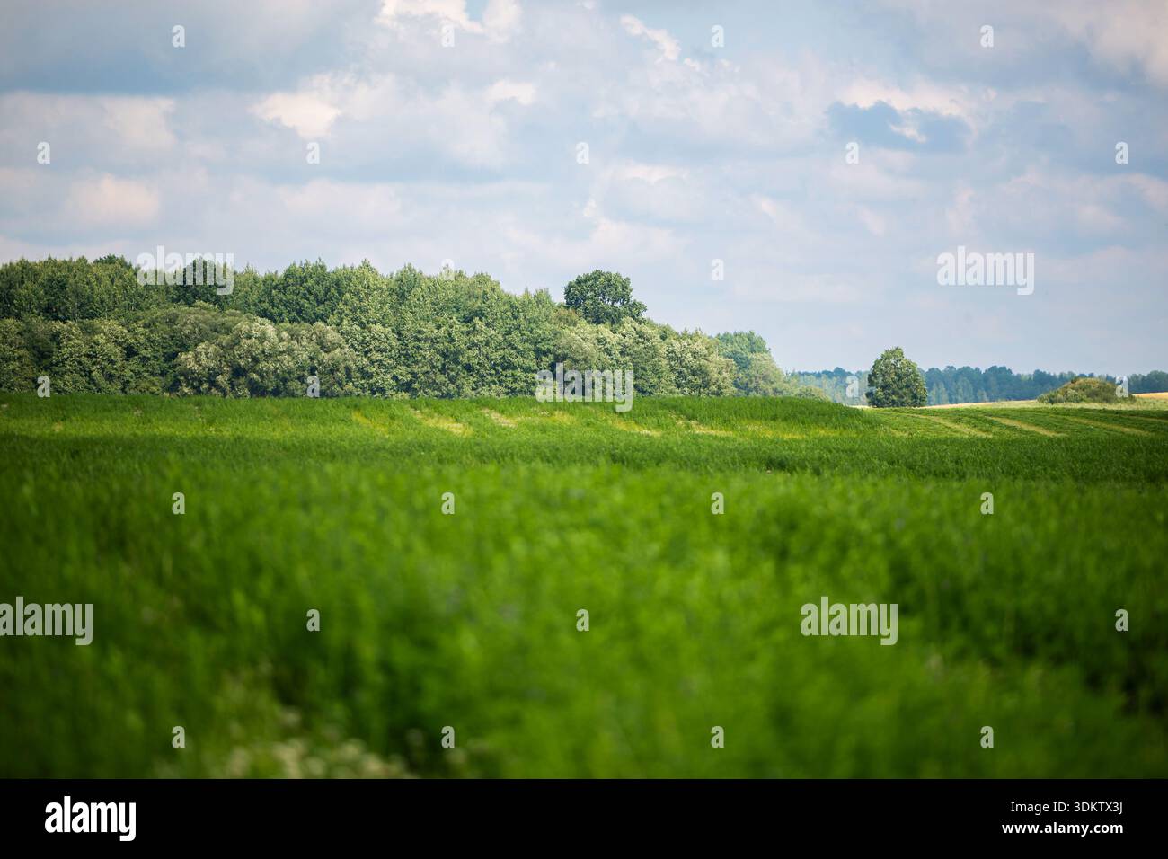 Taller deciduous trees hi-res stock photography and images - Alamy