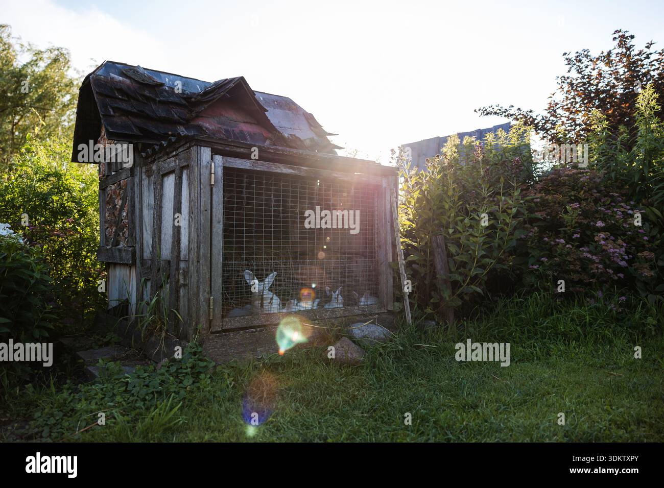 Rabbit hutch design hi-res stock photography and images - Alamy