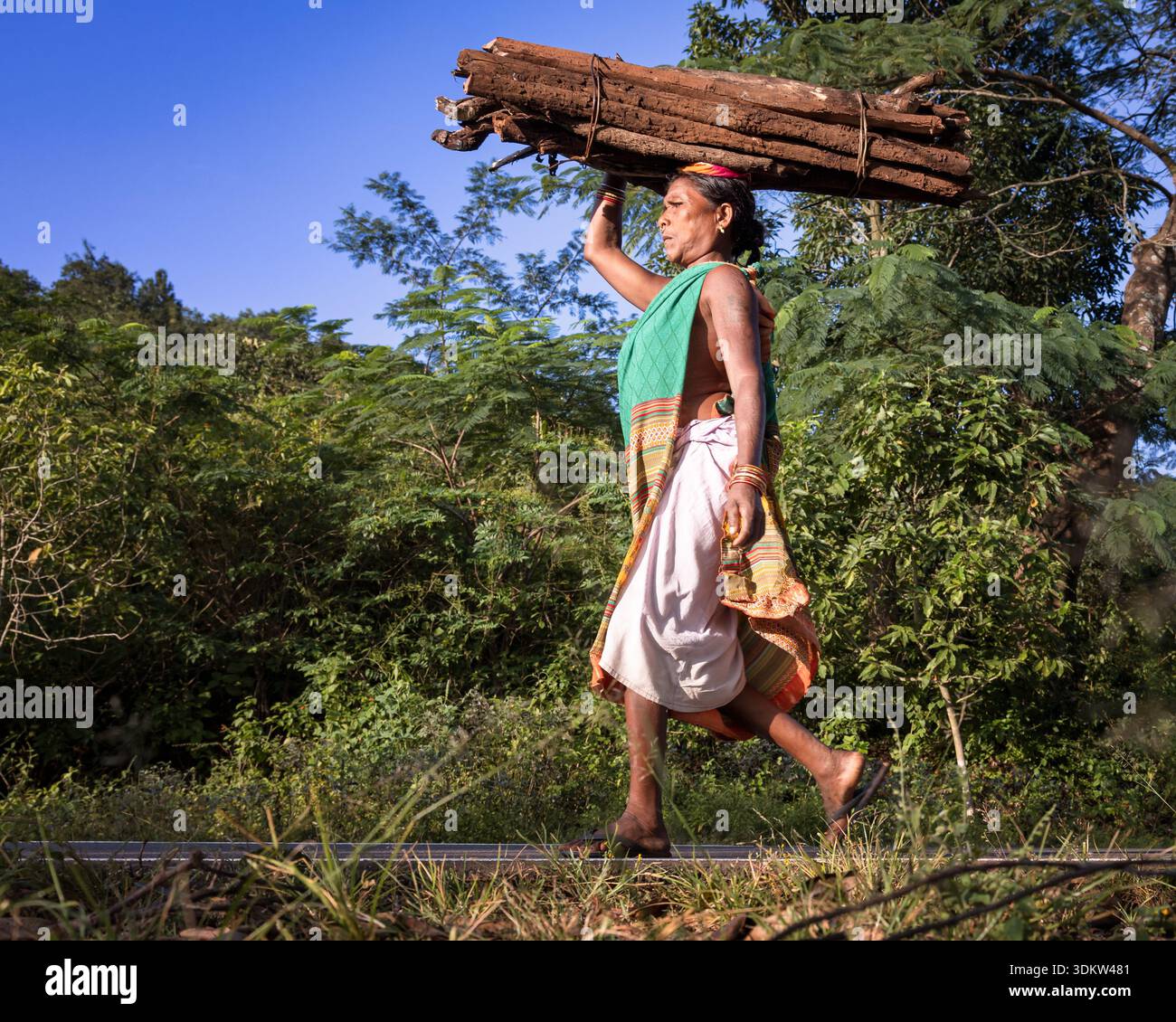 Woman carrying large pieces of wood on her head, Odisha, India Stock Photo