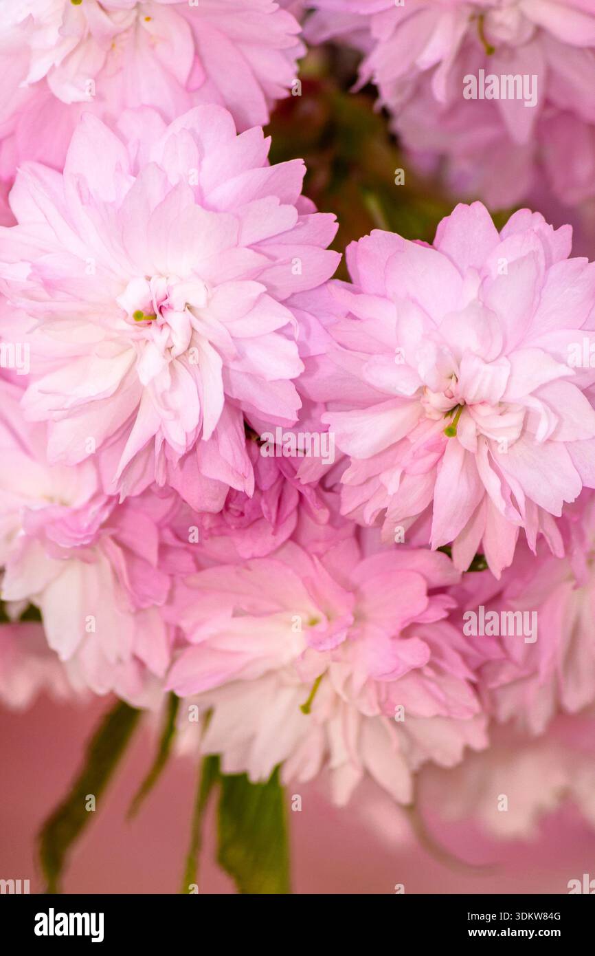 lush cherry blossoms closeup. pink sakura flowers on branches in spring season. beautiful nature background of delicate kwanzan plant on a sunny day f Stock Photo