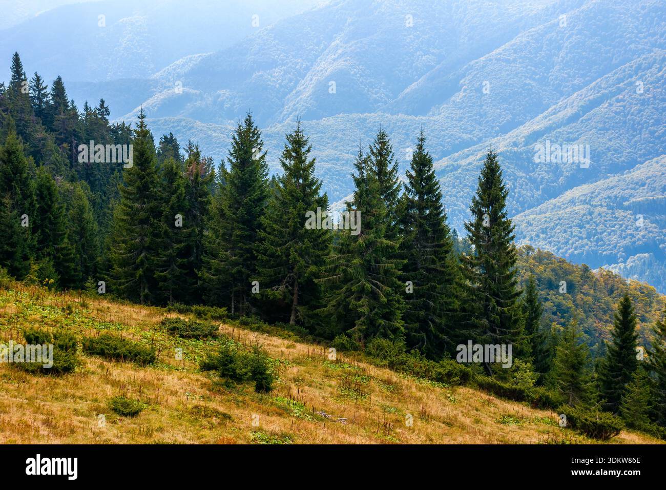 virgin coniferous forest in carpathian mountains of ukraine. beautiful spruce trees on a steep slopes in weathered grass in autumn. synevyr alpine sce Stock Photo