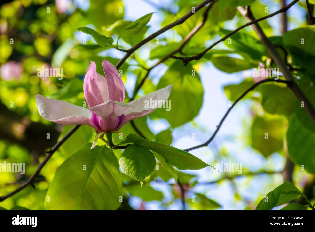 pink magnolia in spring. delicate single flower in full bloom. beautiful background of botany garden. branch of soulangeana in morning sunlight. roman Stock Photo