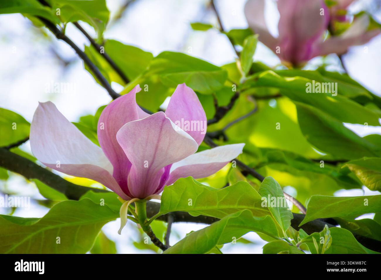 pink magnolia in spring. delicate single flower in full bloom. beautiful background of botany garden. branch of soulangeana in morning sunlight. roman Stock Photo