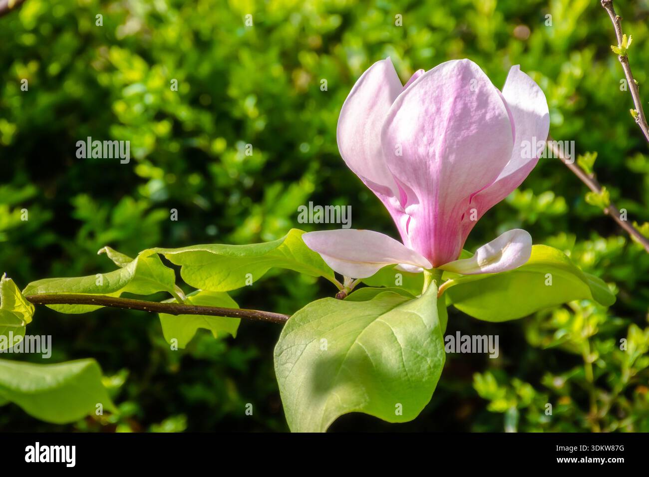 pink magnolia in spring. delicate single flower in full bloom. beautiful background of botany garden. branch of soulangeana in morning sunlight. roman Stock Photo
