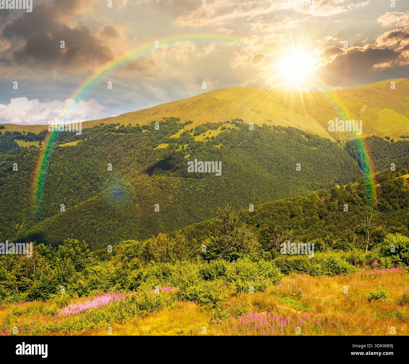 beautiful carpathian mountain landscape in summer at sunset. scenic view of green grassy hills with alpine forest in evening light. picturesque scene Stock Photo