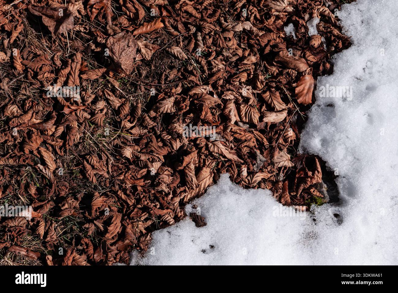 Natural ground texture with dry autumn leaves and melting snow creating a contrasting seasonal background in a quiet alpine area of northern Italy Stock Photo
