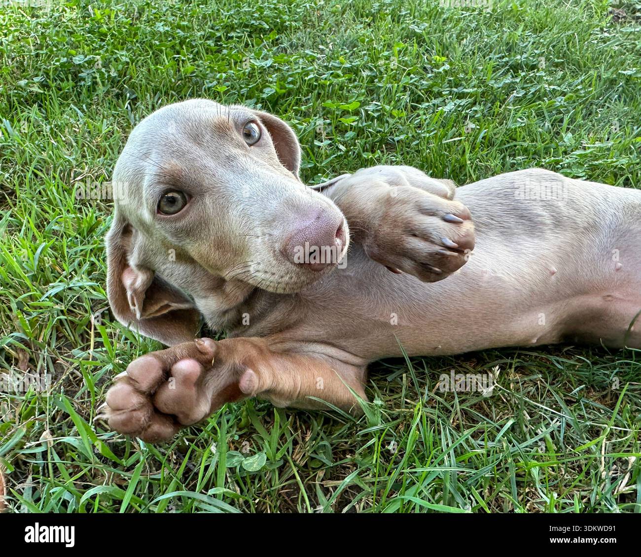 Dachshund dog lying on grass outdoors in relaxed pose - Smartphone Captured Stock Image