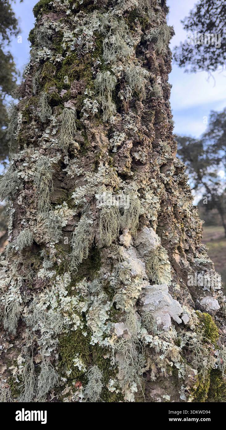 Tree bark covered with moss and lichen texture in natural forest environment - Smartphone Captured Stock Image