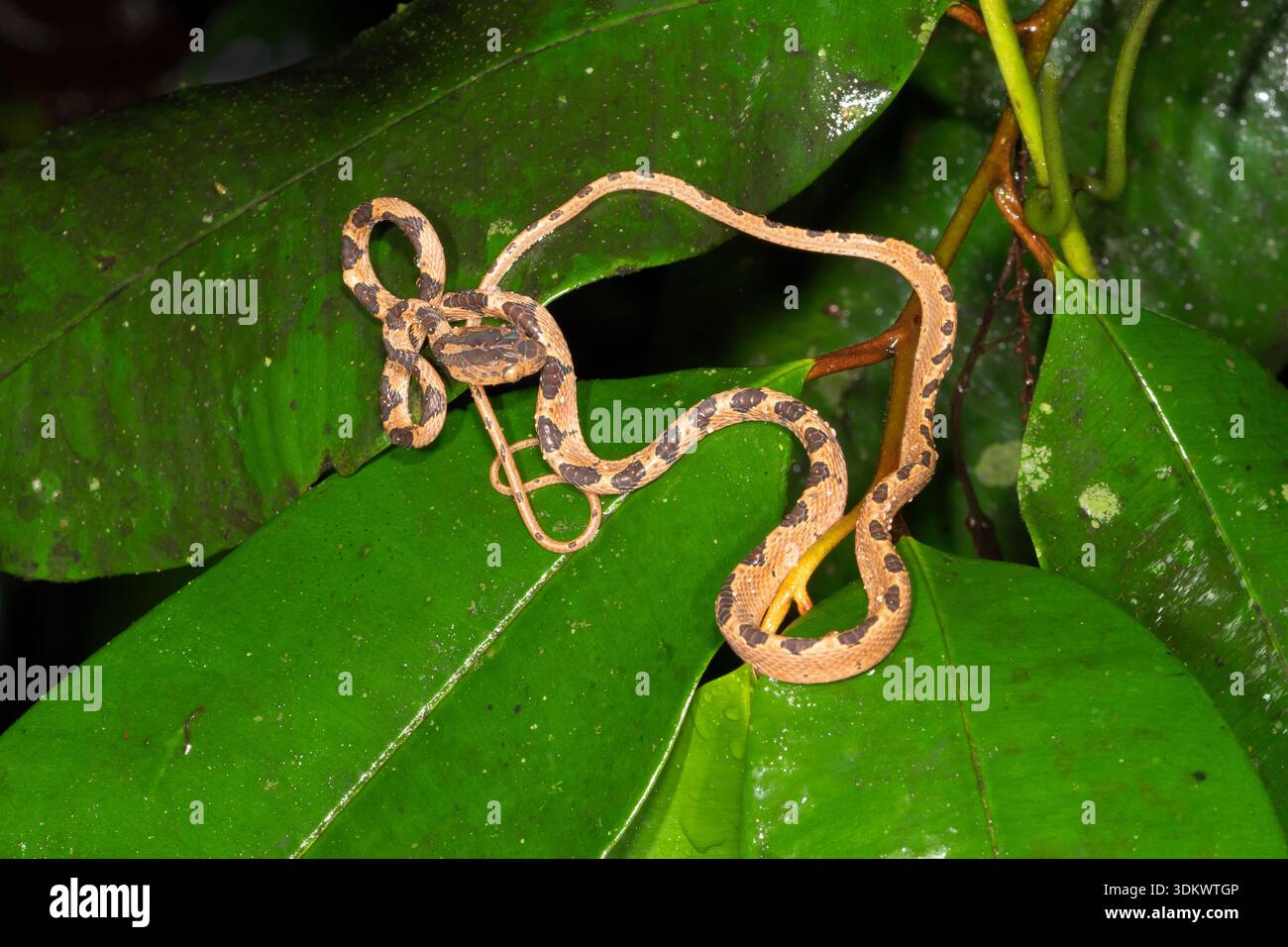 Blunt-headed Tree Snake (Imantodes cenchoa Stock Photo - Alamy