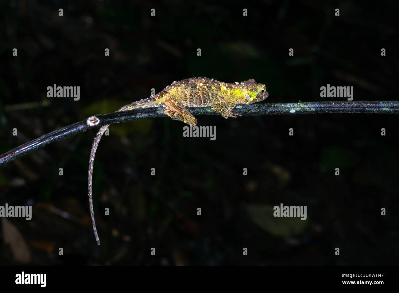 Invasive Gecko Asian house gecko mimicry hi-res stock photography and images - Alamy