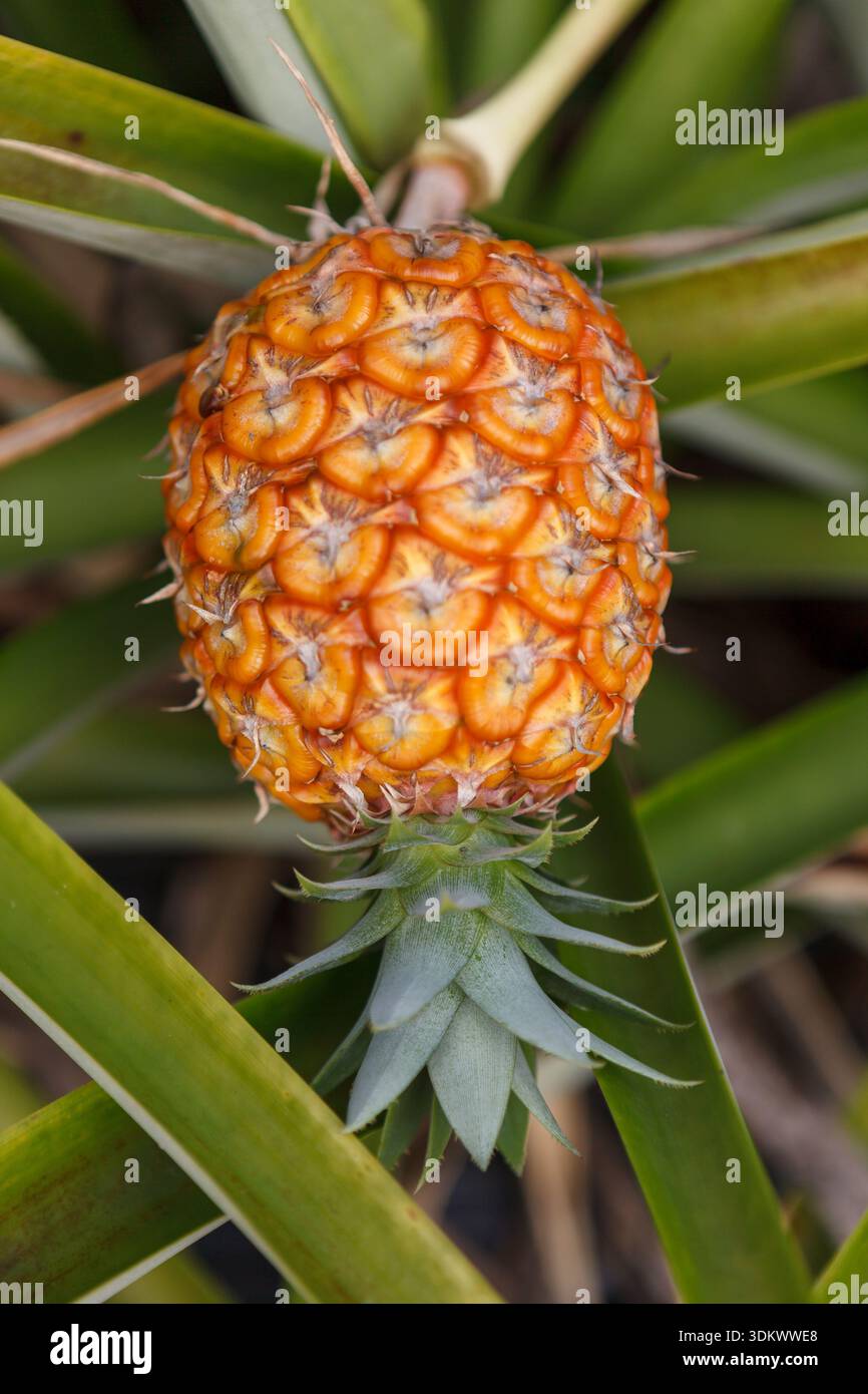 Close up pineapple plants hi-res stock photography and images - Alamy