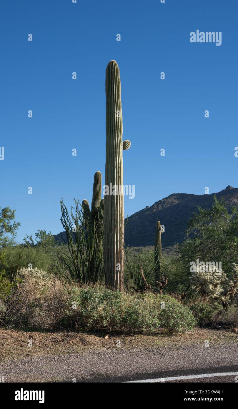 The saguaro (Carnegiea gigantea) is a tree-like cactus species in the  monotypic genus Carnegiea that can grow to be over 12 meters (40 feet)  tall. It Stock Photo - Alamy