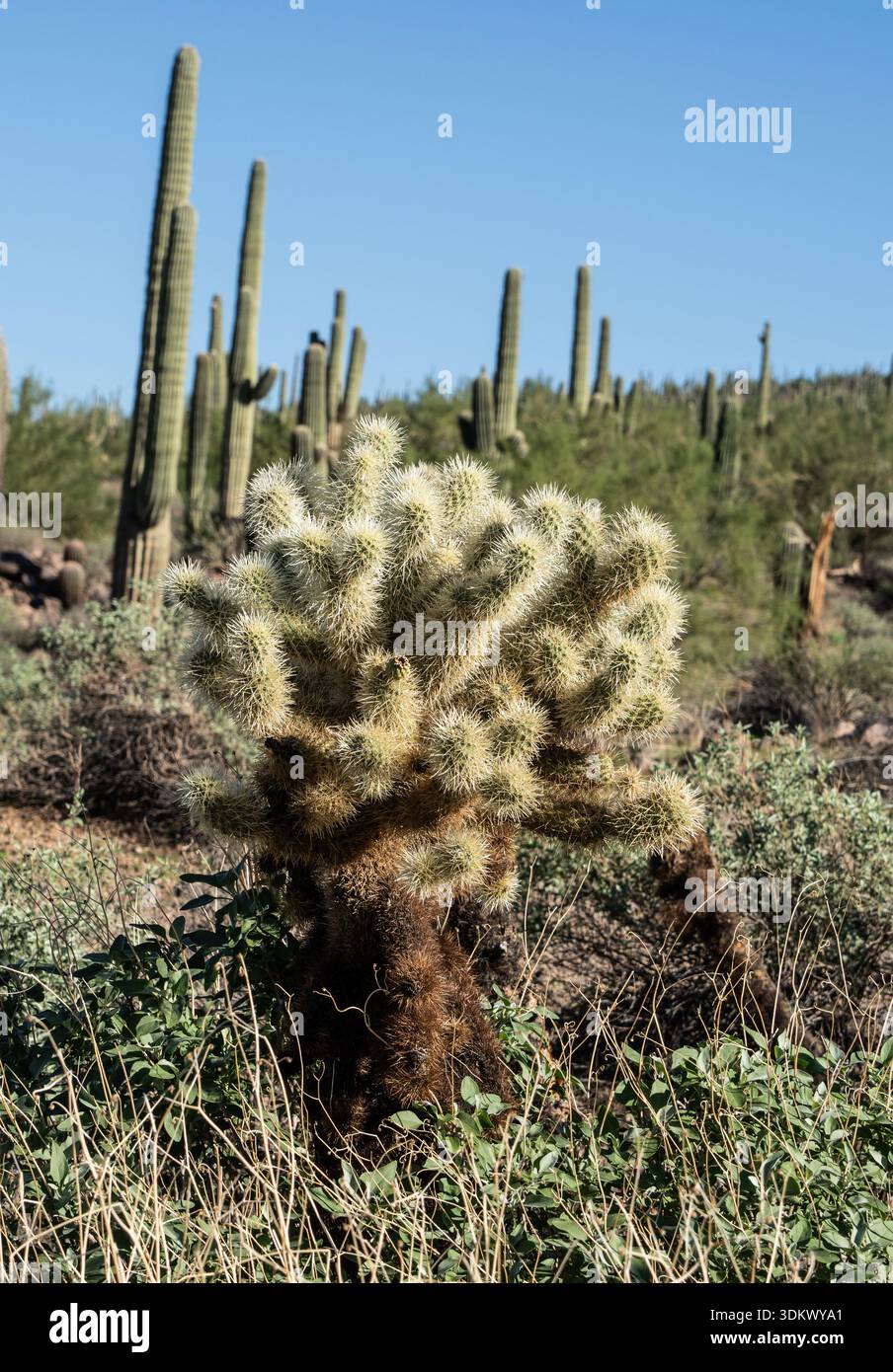 Teddy bear cholla cactus stands resilient in the Sonoran Desert, framed by  saguaros and scrub under a clear blue sky, showcasing spiny beauty and arid  Stock Photo - Alamy
