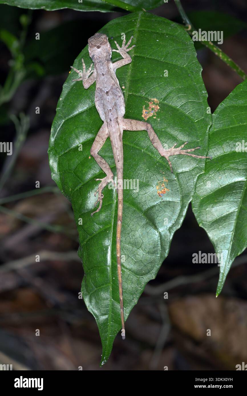 Bighead anole in its environment hi-res stock photography and images ...