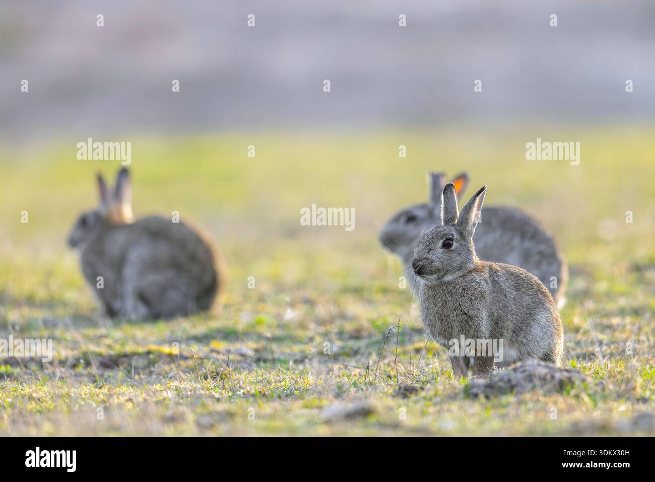 Three European rabbits / common rabbit (Oryctolagus cuniculus) sitting ...